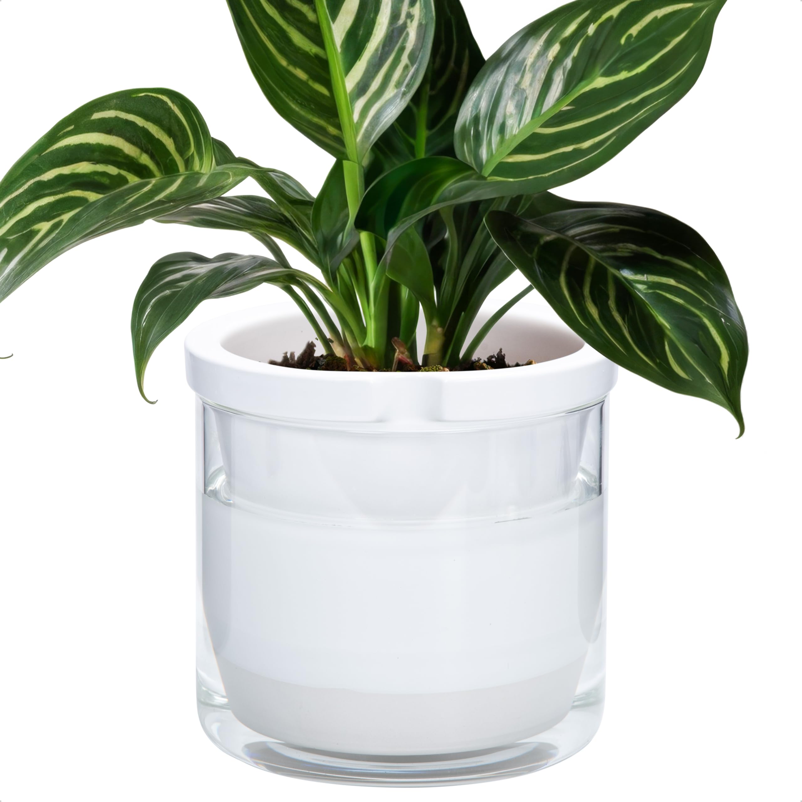 Amazon.com: D'vine Dev 8 Inch Design Self Watering Planter for